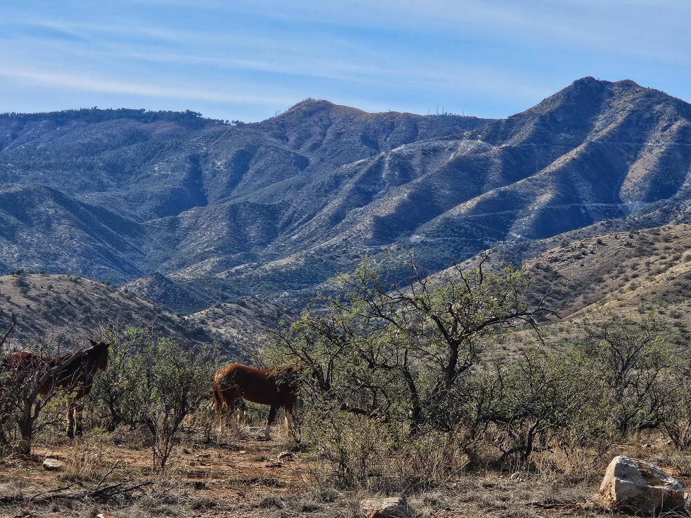 Horses resting beneath mountains in Arizona, photographed by Naoma Riordan.
