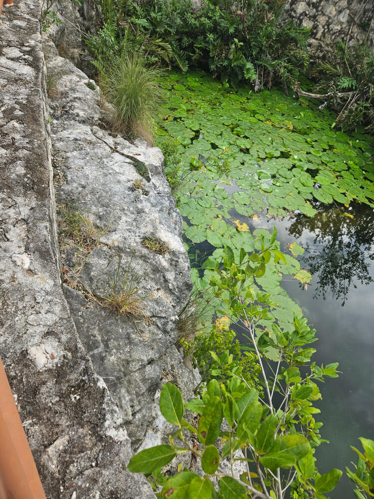 Green lily pads resting on still water, photographed by Naoma Riordan in Mexico.